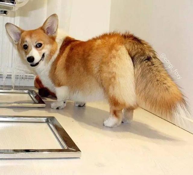 难得一见的长尾巴柯基,简直是一只跪着走路的狐狸~