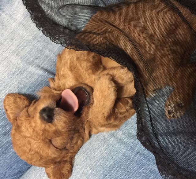 房间里的狗味怎么去除?