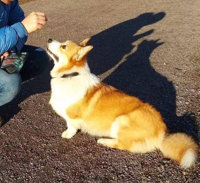 难得一见的长尾巴柯基，简直是一只跪着走路的狐狸~