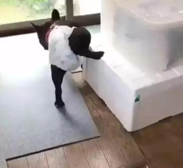 狗狗乱拉乱尿被套上纸尿裤主人看到它的动作笑喷
