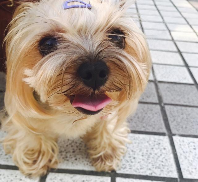 狗狗舔你的脸,你会推开它吗?