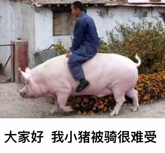 文字君觉得 撩对象这事儿咱还得多跟猪猪学 毕竟从来都是「好白菜被猪