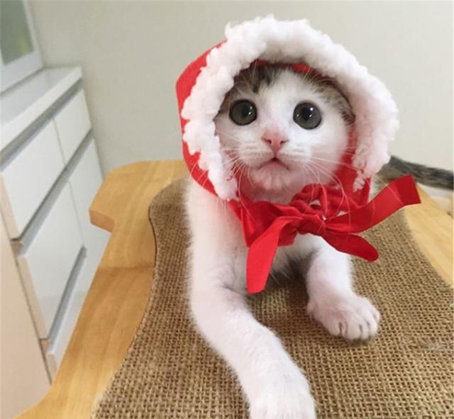 云吸猫时间到了:会玩还是日本人会，给猫带头套这萌点子谁想的?