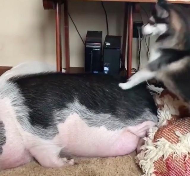 哈士奇叫大猪起床,使劲浑身解数终于把猪叫醒了!