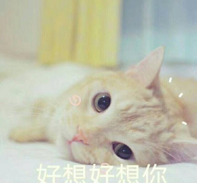 惹男朋友生气后,用这组卖萌的表情包求谅解吧