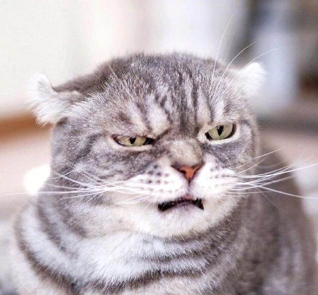 你家猫咪生气的时候是什么模样啊?