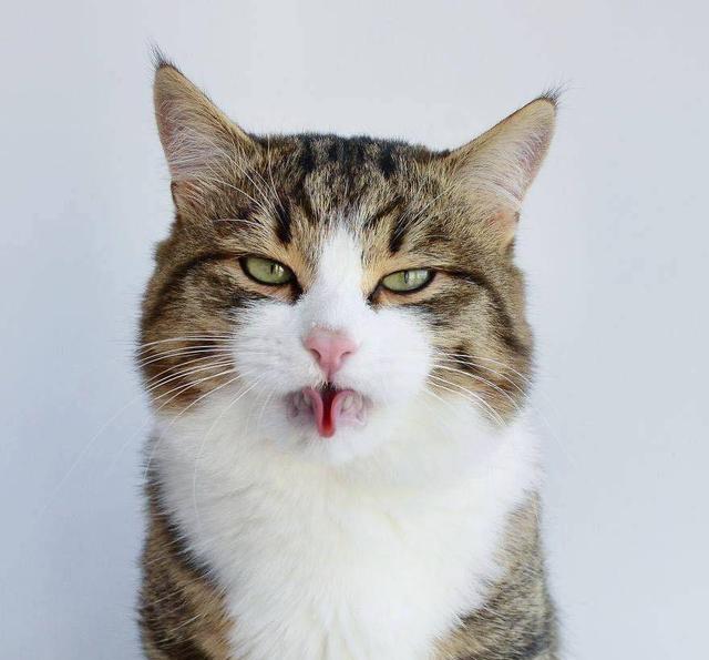 猫咪上演花式卷舌,傲娇的小表情能上天!