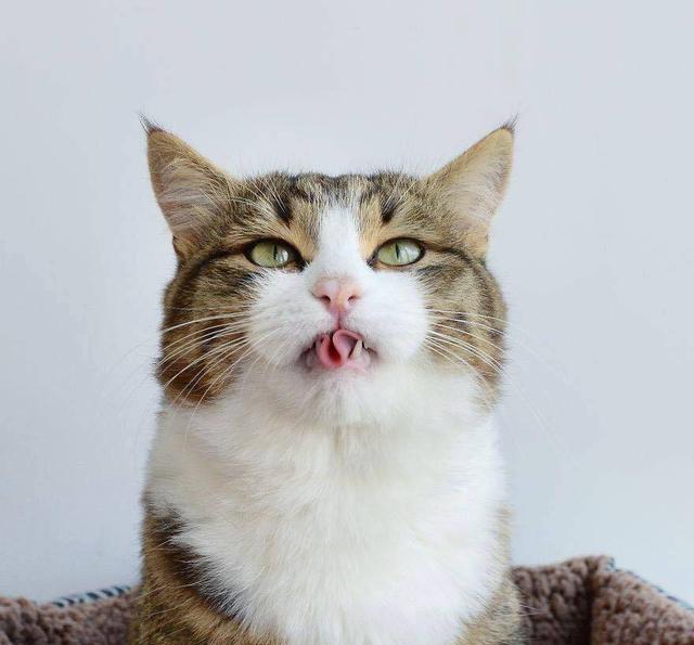 猫咪上演花式卷舌,傲娇的小表情能上天!