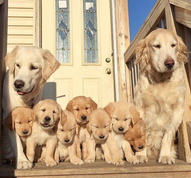被这些可爱的狗狗全家福萌化了,10个家庭你最