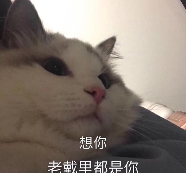 今日份a表情斗图表情精选1动态版表情成人包微信图片
