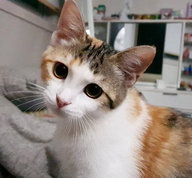 喵星人那些事,猫咪一直打喷嚏的可能原因有哪