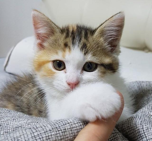 喵星人那些事,猫咪一直打喷嚏的可能原因有哪