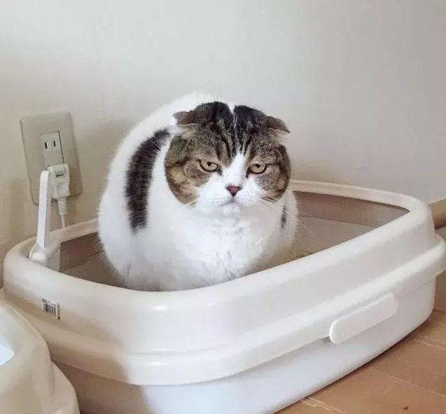 铲屎官好不容易拍到猫咪拉粑粑全过程,但结果被猫咪表情吓到了!