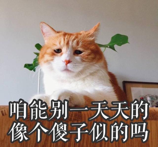 斗图表情,有一种忧伤叫看着就忧伤qq动物图片小表情包图片