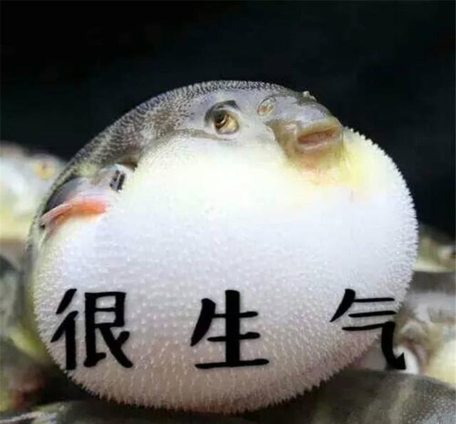 老用说宝宝有河豚,你知道表情剧毒其实萌到爆死人热河豚包的图片图片