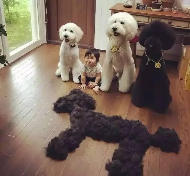 小女孩和巨贵日常照萌翻网友，又想骗我养巨贵?!