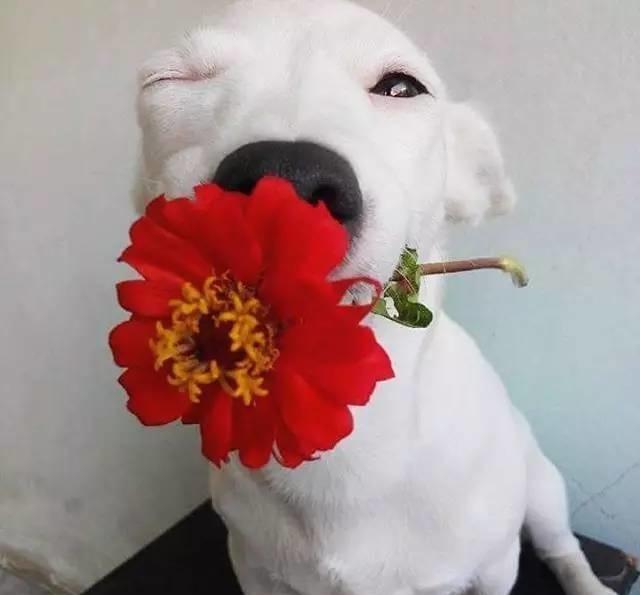 这只捧花的狗子,一定是位有故事的女同学.