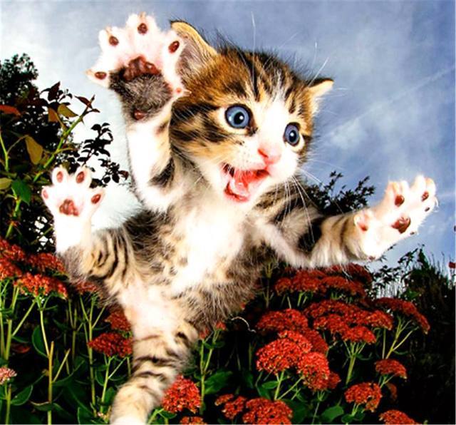 这组猫咪照真的是有"毒",点开看完快被萌死了!