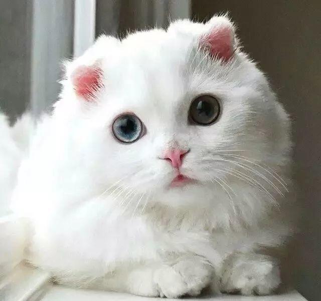 萌炸!抓到一只小白猫