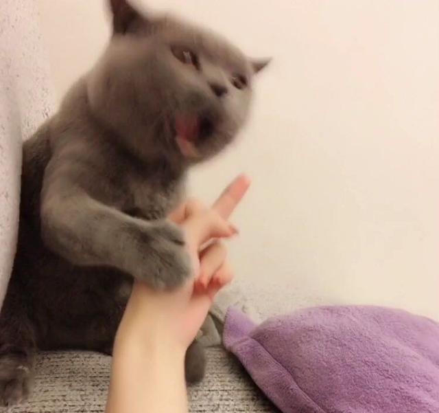 当你向猫咪竖中指,猫咪会有什么反应?