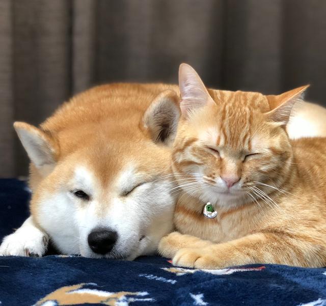 柴犬痛失猫咪好友,主人带回新小猫陪它重新开心生活!