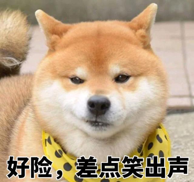 柴犬智商排名_柴犬智商排名第几(2)