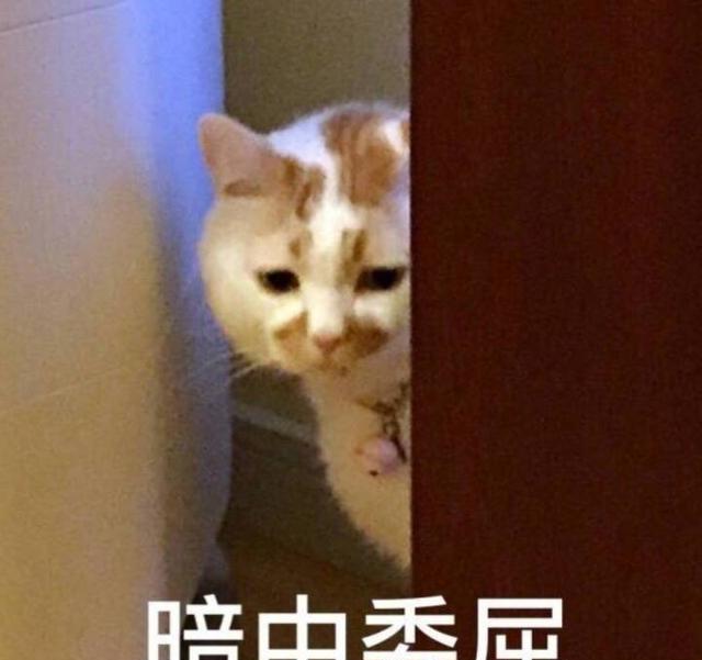 表情包|喵星人,打包带走