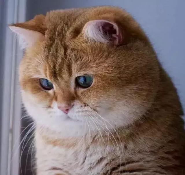短短半年时间，橘猫就胖出天际了，橘猫:我也很绝望!