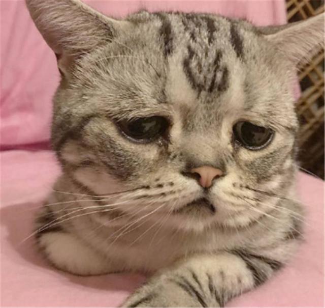 世界最悲伤的猫咪,因为一个表情它收获了130万的追随者!