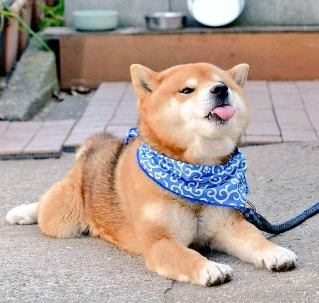 一做表情就微笑的萨摩耶,还有最擅长做表情的柴犬宝宝