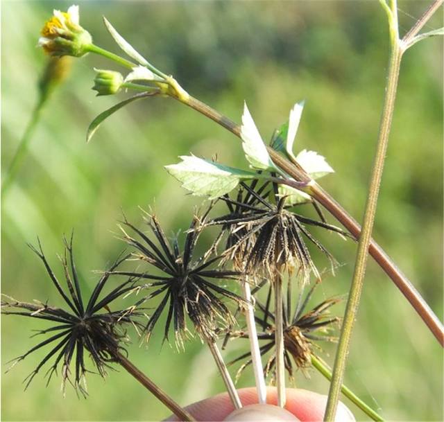 这种植物叫做鬼针草，是人们常用的中草药，入药还可 <s style=