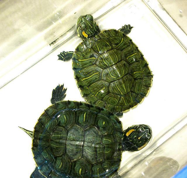 巴西龟,多少人的第一只龟