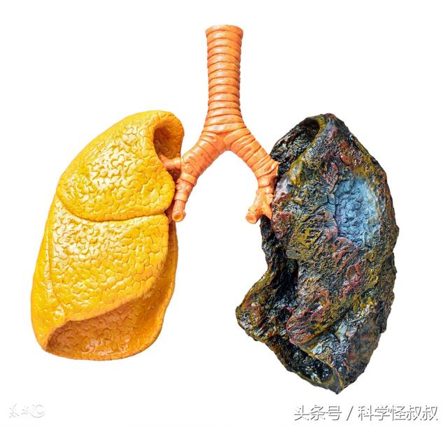 科学家认为,富含苹果和西红柿的食物,可以帮助戒烟者修复肺部