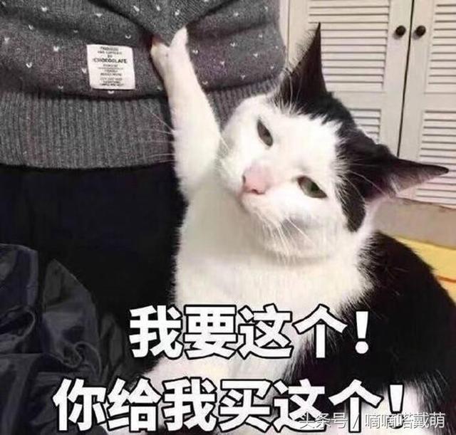 盘点那些表情包里常见的网红猫,你一定用过它们的表情