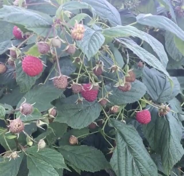 农民种植树莓,俗称刺泡儿,市场售价100元一