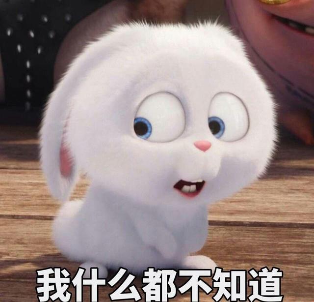 被爱宠大机密的兔子老大圈粉了