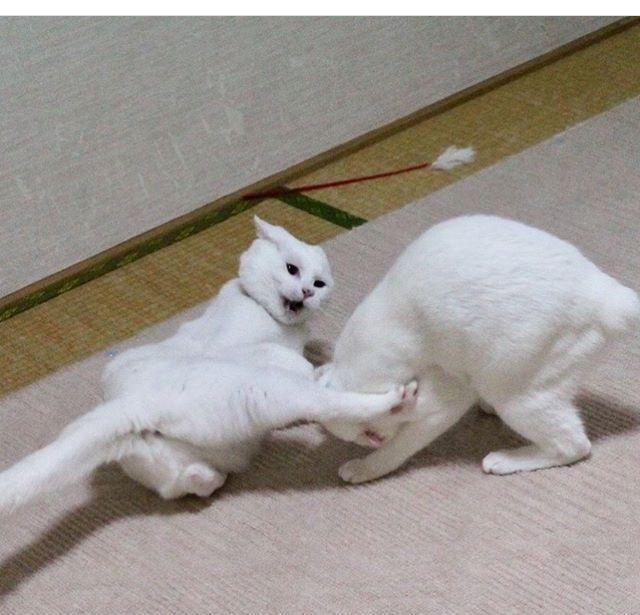 两只猫咪前一秒打架打的你死我活,后一秒就粘一起秀恩爱