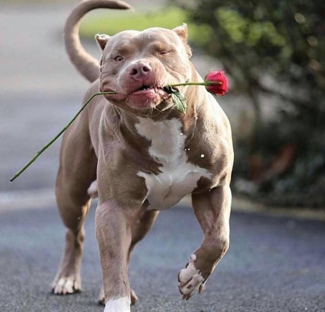 给狗肌肉注射图片