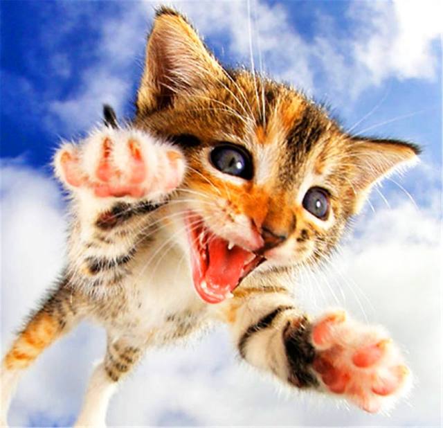 这组猫咪照真的是有"毒",点开看完快被萌死了!