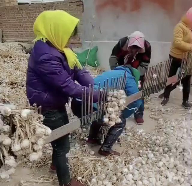 农民大妈种植大蒜,市场价格4元左右一斤,为何