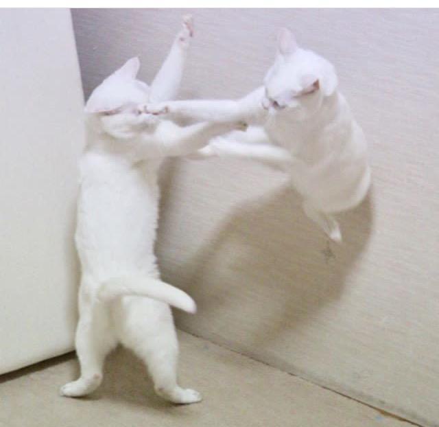 两只猫咪前一秒打架打的你死我活,后一秒就粘一起秀恩爱
