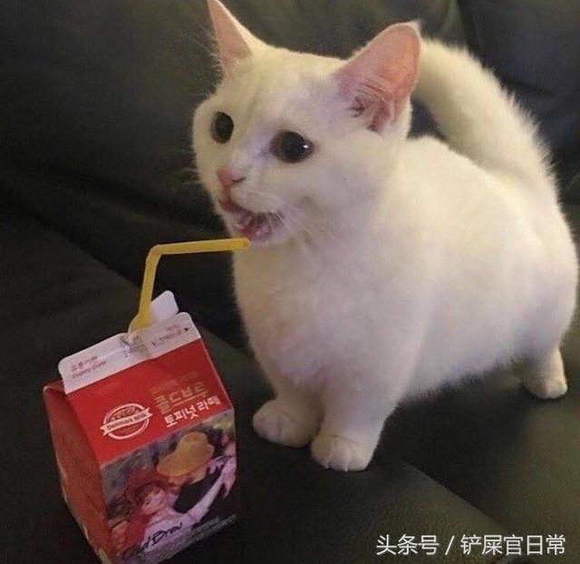 小奶猫超爱喝牛奶，竟然还会用吸管，萌翻了