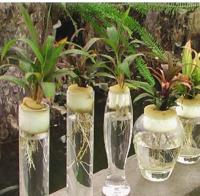 阿布教你养植物|不是所有的植物都能水培,选错了就会死