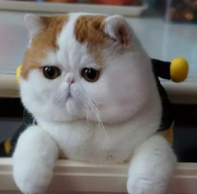壁纸 动物 猫 猫咪 小猫 桌面 640_632