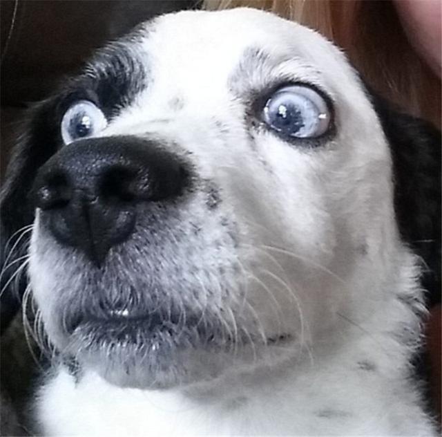 你可以翻翻自己的表情包库,是不是猫猫狗狗的都很多!