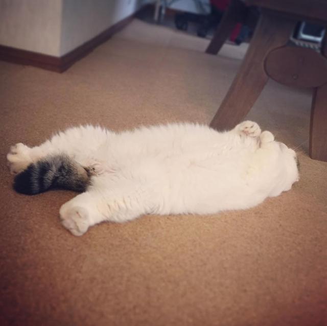 猫咪仰躺睡翻在地板上,走近一看,小菊花都被看光光了