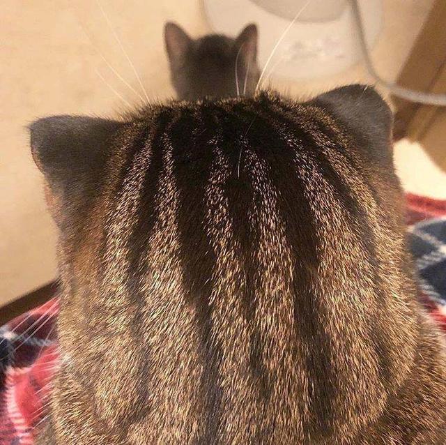 猫咪的后脑勺呆萌搞笑网友还是橘猫脑壳大