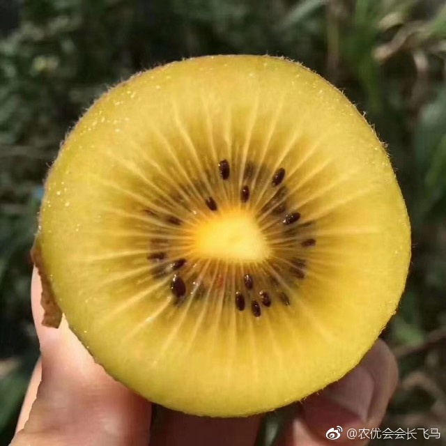国产猕猴桃不敌佳沛奇异果 儿子打死了老子