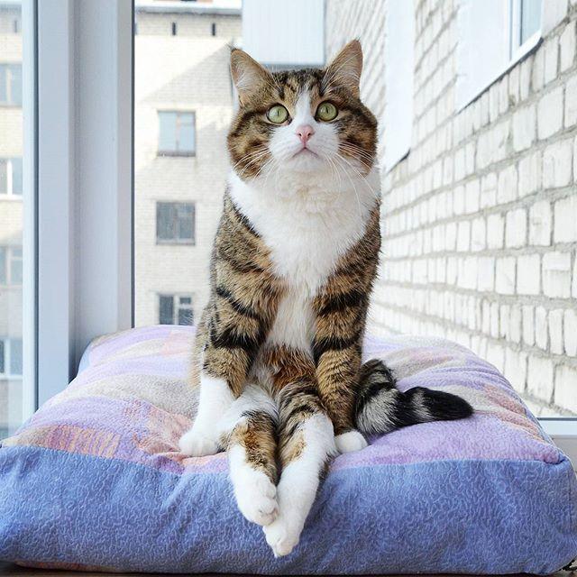 这只奇怪的猫咪,坐姿和舌头都跟别的猫咪完全不一样