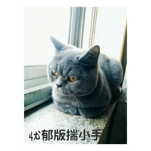 想养只猫，看好蓝猫和加菲猫，该选哪个？